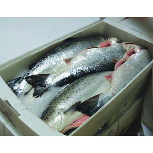 Leakproof Seafood Packing Box Corflute Correx Polypropylene PP Corrugated Hollow Plastic Storage Corriboard Seafood Shipping Box